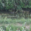 Common moorhen