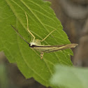 Crambid moth