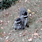Raccoon