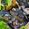 Green Frog