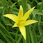 Dwarf day lily