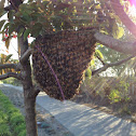 bee