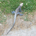 grigiti