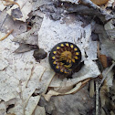 Flat-backed Millipede