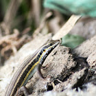 African Five-lined Skink