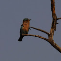 Indian Roller