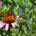 Silvery Checkerspot