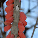 Malagasy flatid