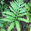 Sensitive Fern ( bead fern )