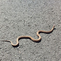 Northern brown snake