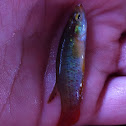Killifish