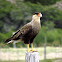 Southern Crested Caracara