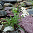 Yarrow