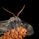 Modest Sphinx