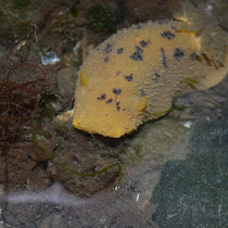Sea life of the Pacific Northwest.
