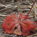 Pimpernel Sundew