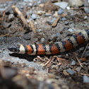 Sierra Mountain Kingsnake