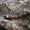 Sierra Mountain Kingsnake