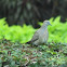 Zebra Dove