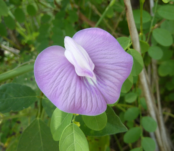 Spurred Butterfly Pea Project Noah