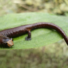 Salamandra