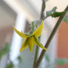 Tomato Flower