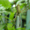Golden Silk Orbweaver