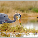 Great Blue Heron