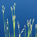 Grass