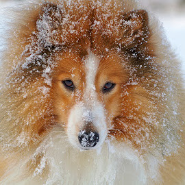 Winter by Allan Wallberg - Animals - Dogs Portraits ( winter, snow, shetland sheepdog, dog, sheltie )