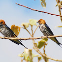 Lesser Striped Swallow