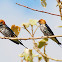 Lesser Striped Swallow