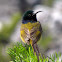 Orange-breasted Sunbird