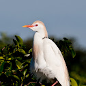 Cattle Egret