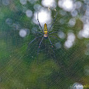 Giant Wood Spider