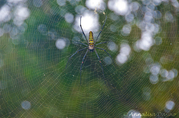 Spotting Image 1