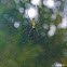 Giant Wood Spider