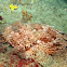 Scorpaena scrofa