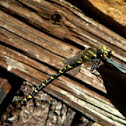 dragonfly