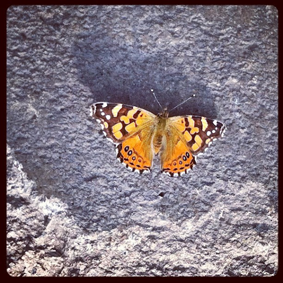 Spotting Image 1