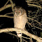 Verreaux's Eagle-Owl/Milky Eagle Owl/Giant Eagle Owl