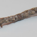 Caterpillar