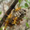 Wasp nest