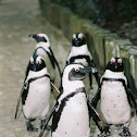 African Penguin