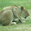 African Lion