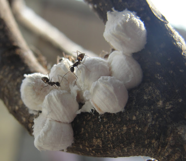 Cottony cushion scale Project Noah