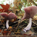 wood blewit