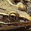 Southern Leopard Frog
