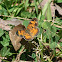 Pearl Crescent