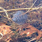 Salamander eggs